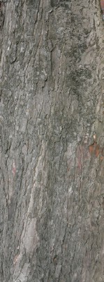 Текстура коры дерева №121