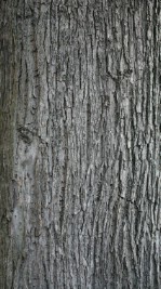 Текстура коры дерева №122