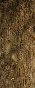 Текстура коры дерева №128