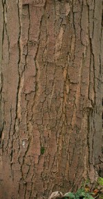 Текстура коры дерева №134
