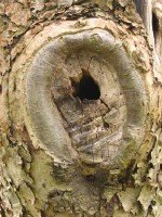 Текстура коры дерева №140