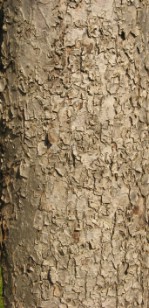 Текстура коры дерева №141