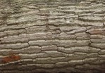 Текстура коры дерева №145