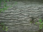 Текстура коры дерева №19