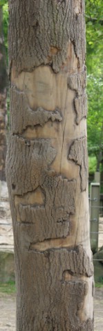 Кора лиственных деревьев
