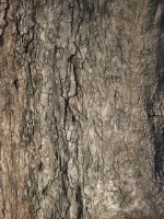 Текстура коры дерева №35