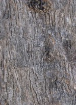 Текстура коры дерева №36