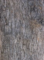 Текстура коры дерева №37