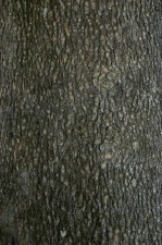 Текстура коры дерева №39