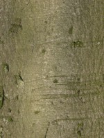 Текстура коры дерева №53