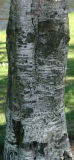 Текстура коры дерева №56