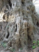 Текстура коры дерева №57