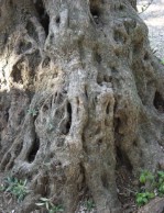Текстура коры дерева №59