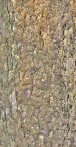 Кора лиственных деревьев