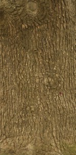 Текстура коры дерева №80