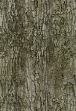 Текстура коры дерева №82