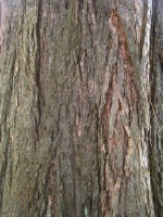 Текстура коры дерева №83