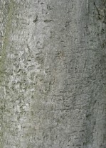 Текстура коры дерева №87