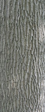 Текстура коры дерева №88