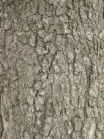 Текстура коры дерева №99