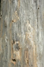 Кора дерева, текстура коры дерева