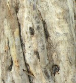 Кора дерева, текстура коры дерева