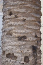 Текстура коры дерева №18