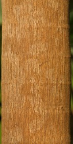 Текстура коры дерева №33