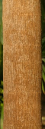 Текстура коры дерева №34