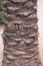 Текстура коры дерева №53