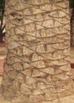 Текстура коры дерева №55