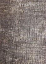 Текстура коры дерева №58