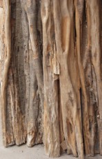Текстура коры дерева №71