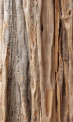 Текстура коры дерева №68