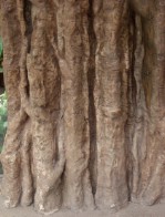 Текстура коры дерева №70