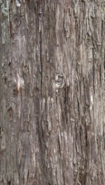Текстура коры дерева №85