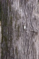 Текстура коры дерева №97