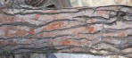 Текстура коры дерева №105