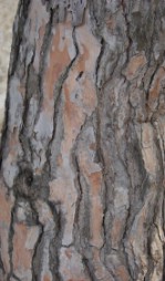 Текстура коры дерева №75