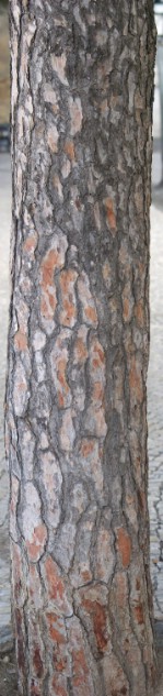 Текстура коры дерева №76