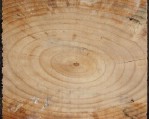 Текстура срез cруба дерева